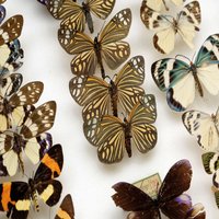 Musée des Papillons