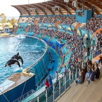 video rencontre avec les requins marineland