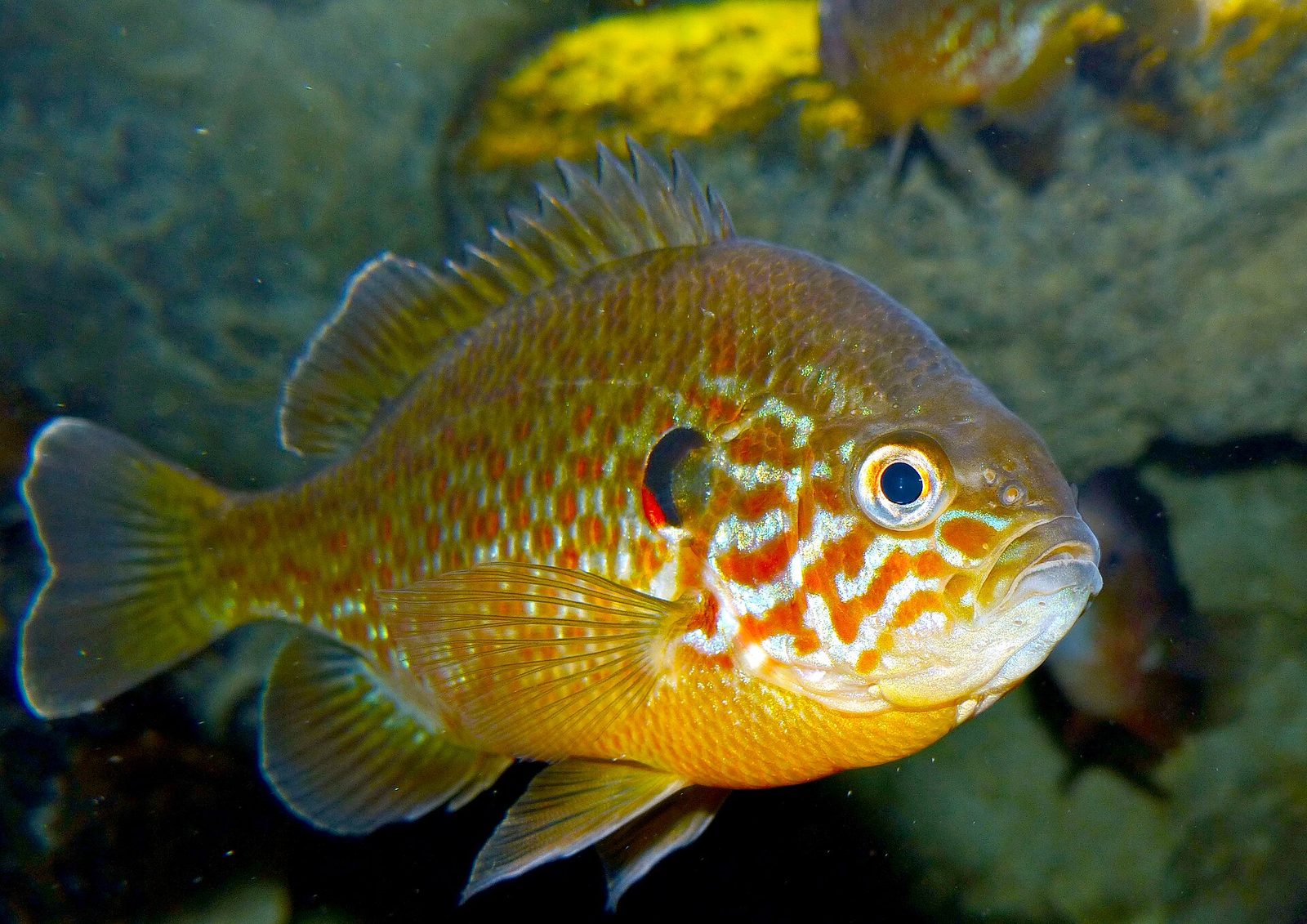 Grand Aquarium de Touraine