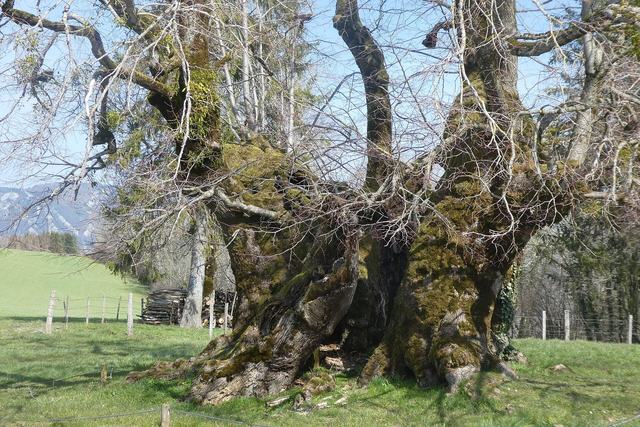 Le Tille de Bracon