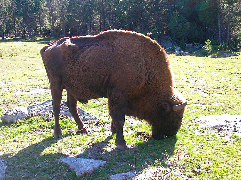 Réserve de bisons d'Europe de Sainte-Eulalie By Lubman04 (Own work) CC BY-SA 3.0 via Wikimedia Commons