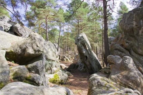 Fontainebleau. Site de la Dame Jouanne