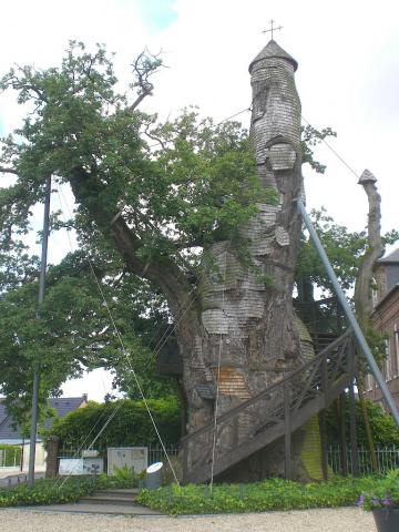 Le Chêne d'Allouville-Bellefosse 