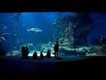 Aquarium Mare Nostrum en vidéo