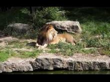 Jardin zoologique de la ville de Lyon en vidéo