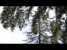 La bambouseraie de Prafrance en vidéo