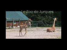 Zoo de Jurques en vidéo