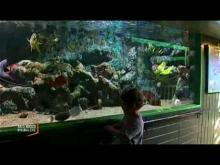 l’Aquarium de Noirmoutier en Vidéo
