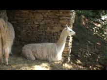Les Lamas de la Montagne Noire à Castans en vidéo