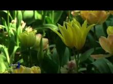 Parc Floral de la Court d’Aron en vidéo