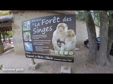 Forêt des Singes en vidéo