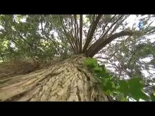 Arboretum National des Barres en vidéo
