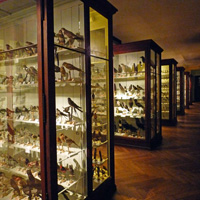 Musée Zoologique de Strasbourg