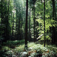 Forêt d'Eawy