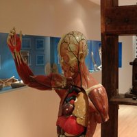 Musée de l'Ecorché d'Anatomie