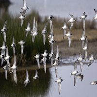 Parc Ornithologique du Teich