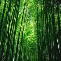 La bambouseraie de Prafrance
