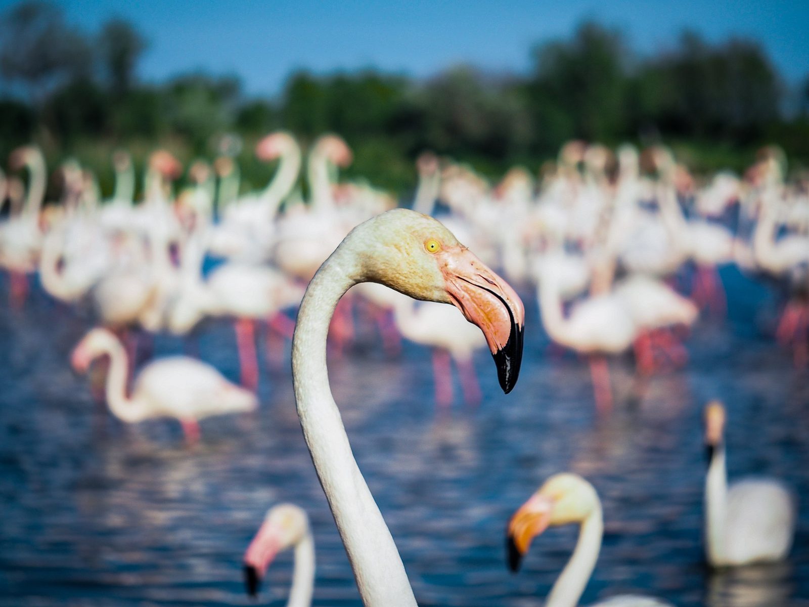 Camargue