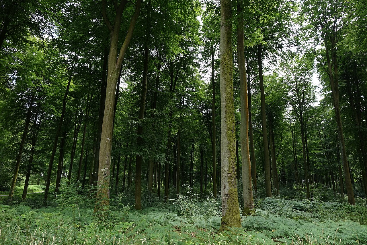 Forêt d'Eawy