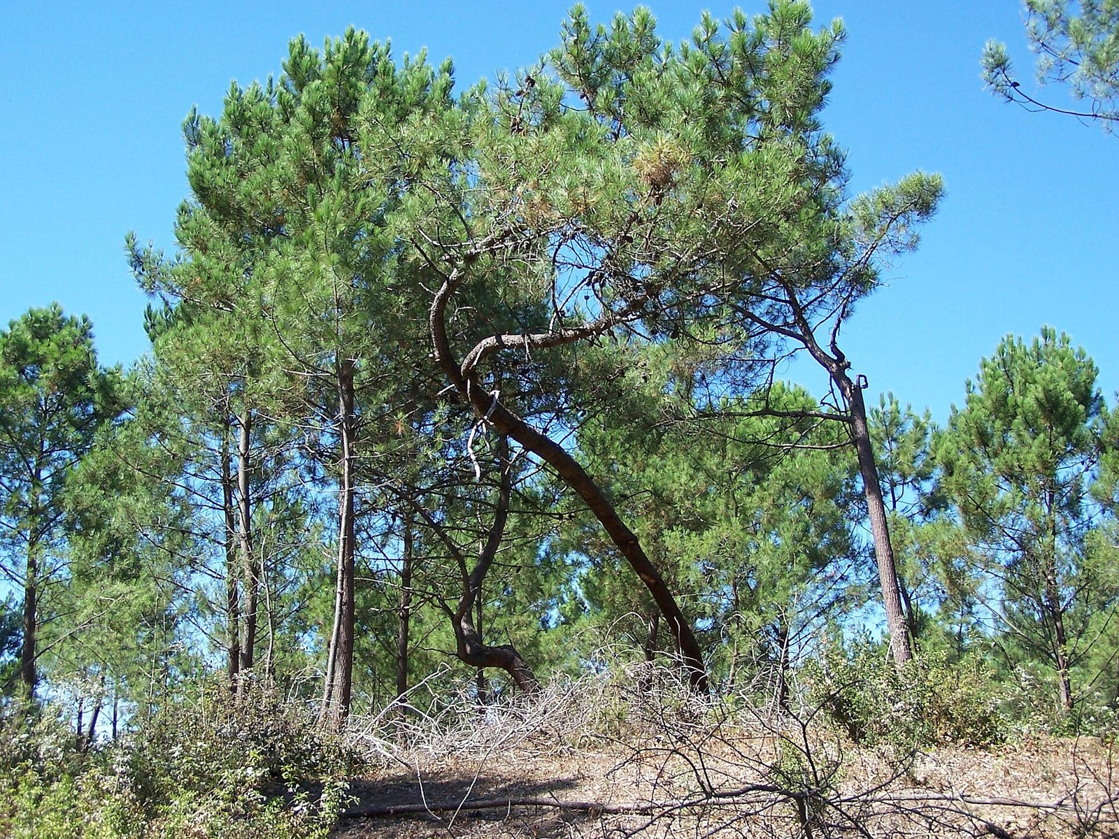 Foret de la Coubre