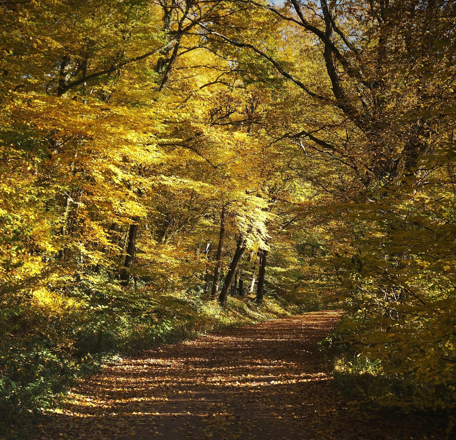 Forêt de Tronçais