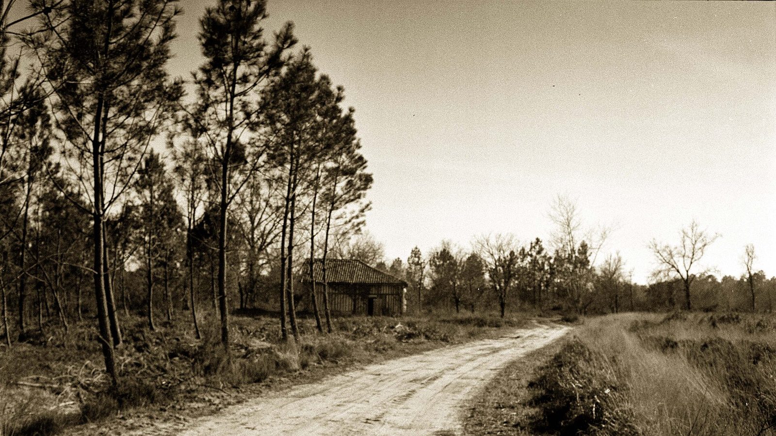 Forêt des Landes