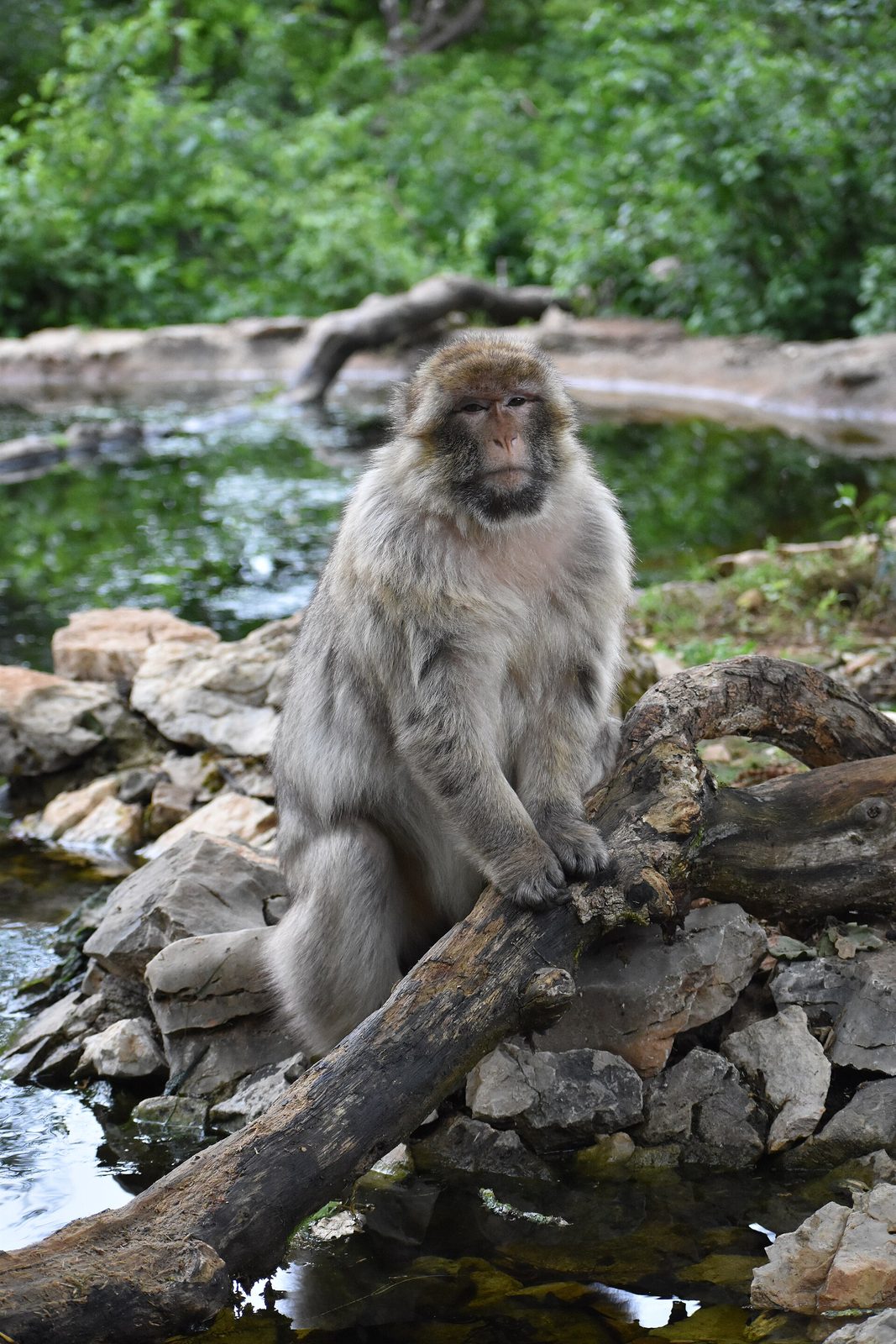 Forêt des Singes