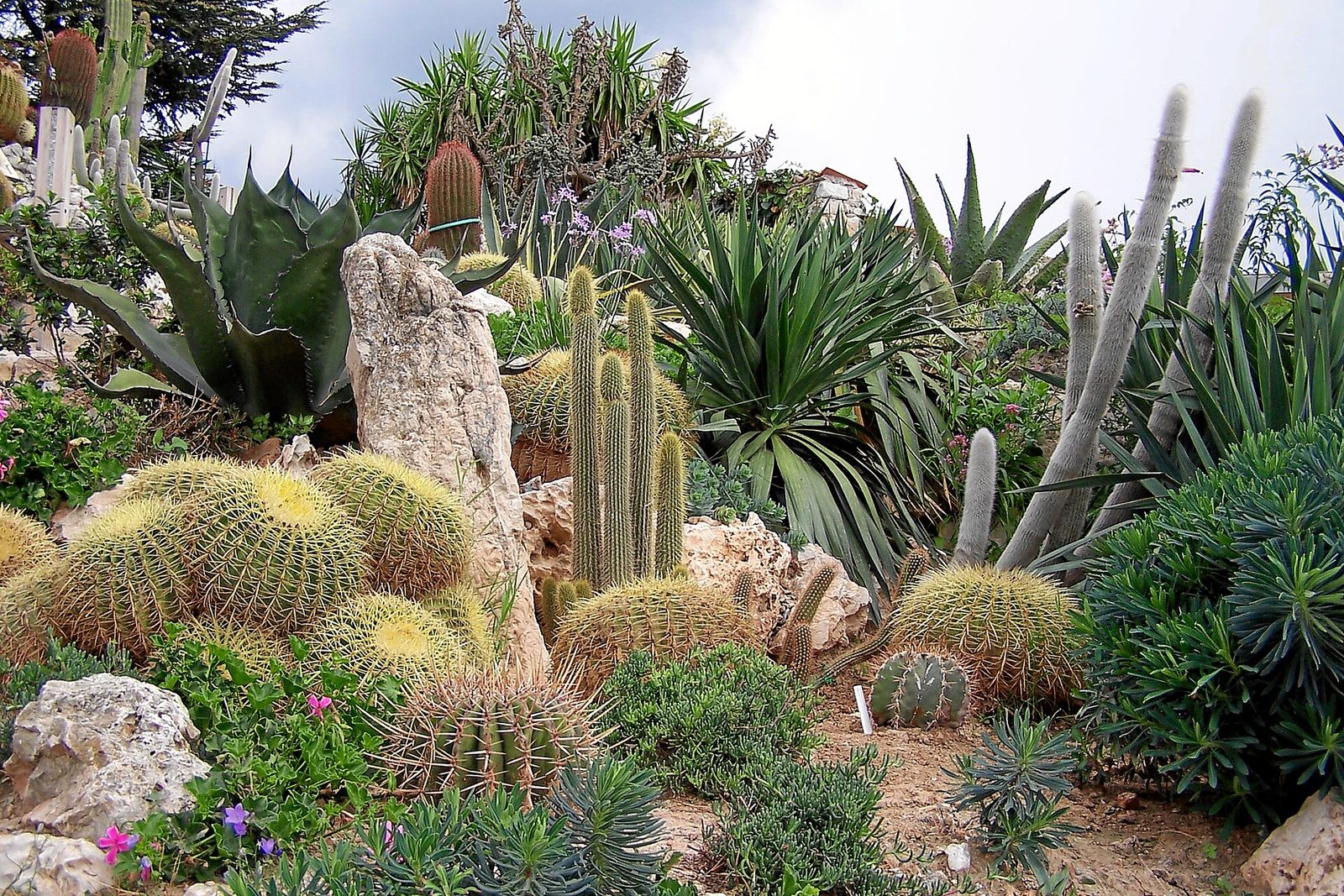 Jardin botanique exotique de Menton