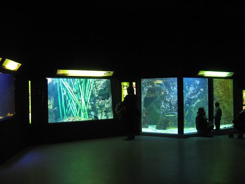 l'Aquarium du Grand Lyon