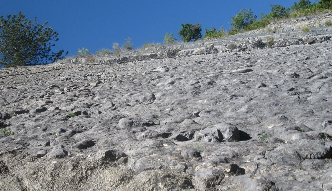 La Dalle à Ammonites