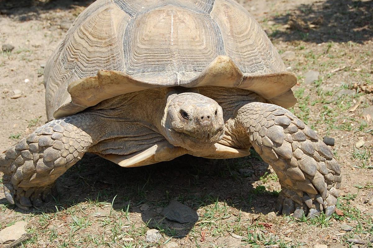 La Vallee des Tortues