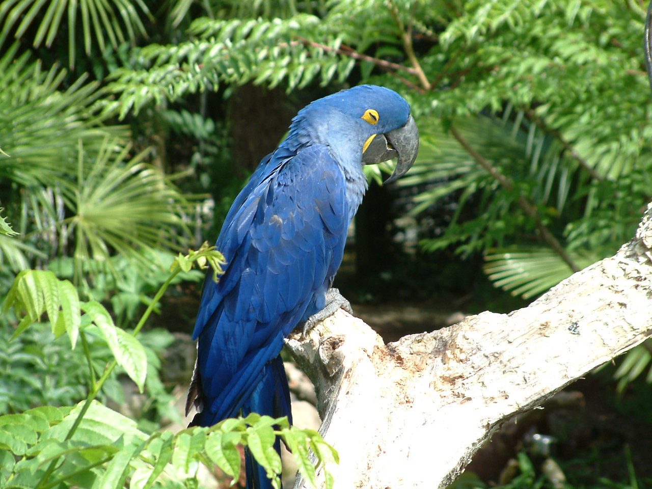 Le parc des oiseaux