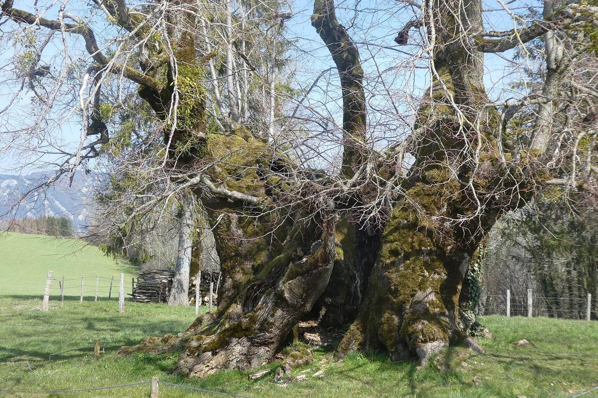 Le Tille de Bracon