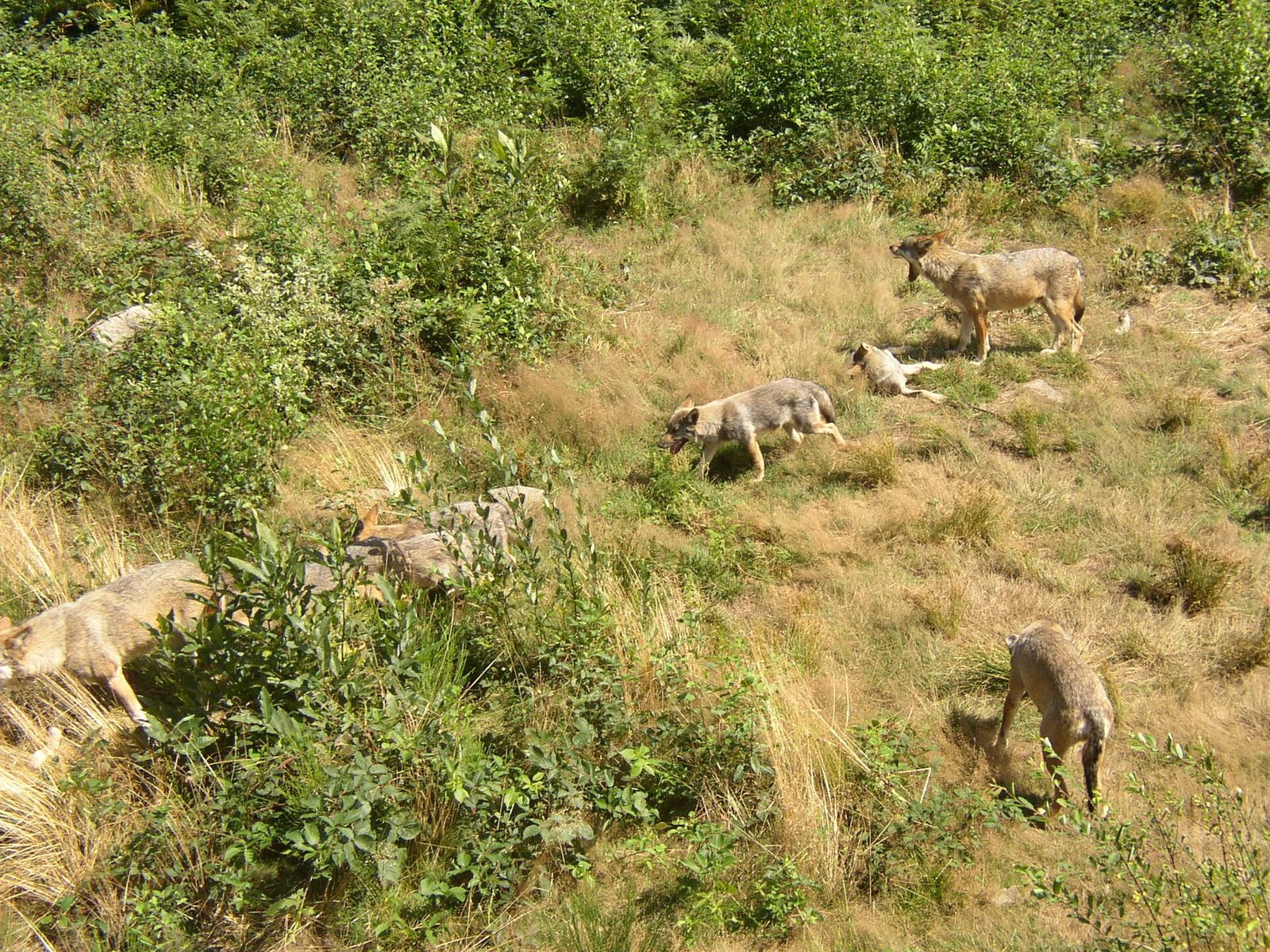 Les Loups de Chabrières