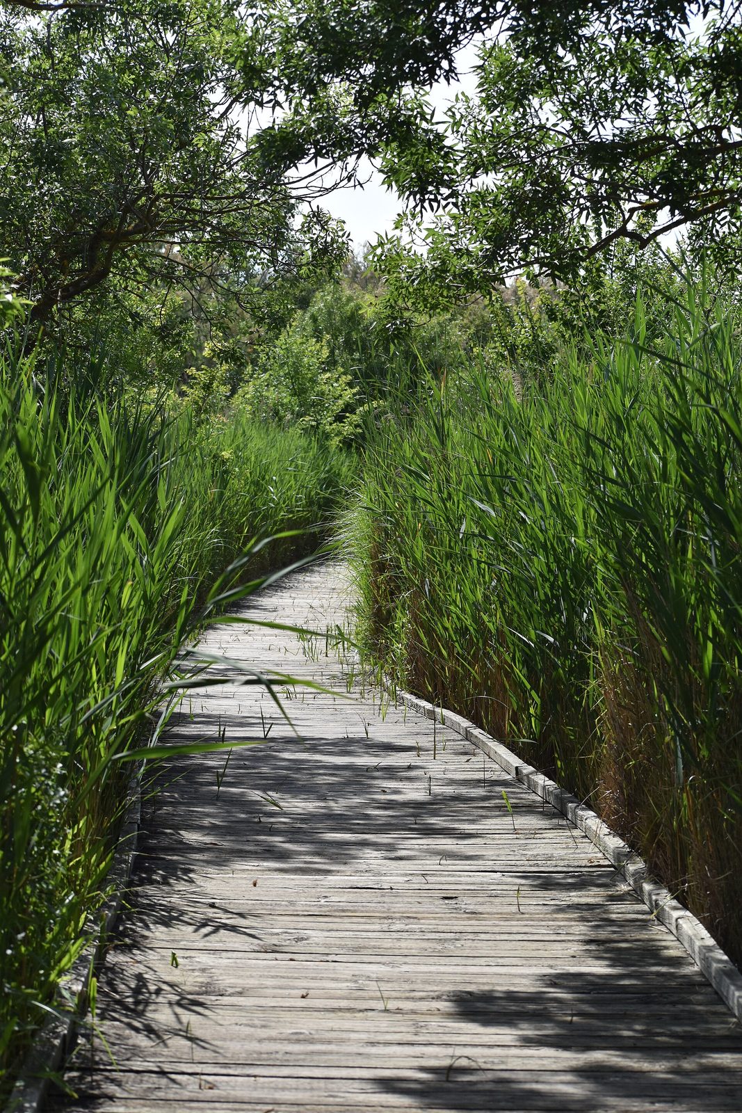 Les Marais du Vigueirat