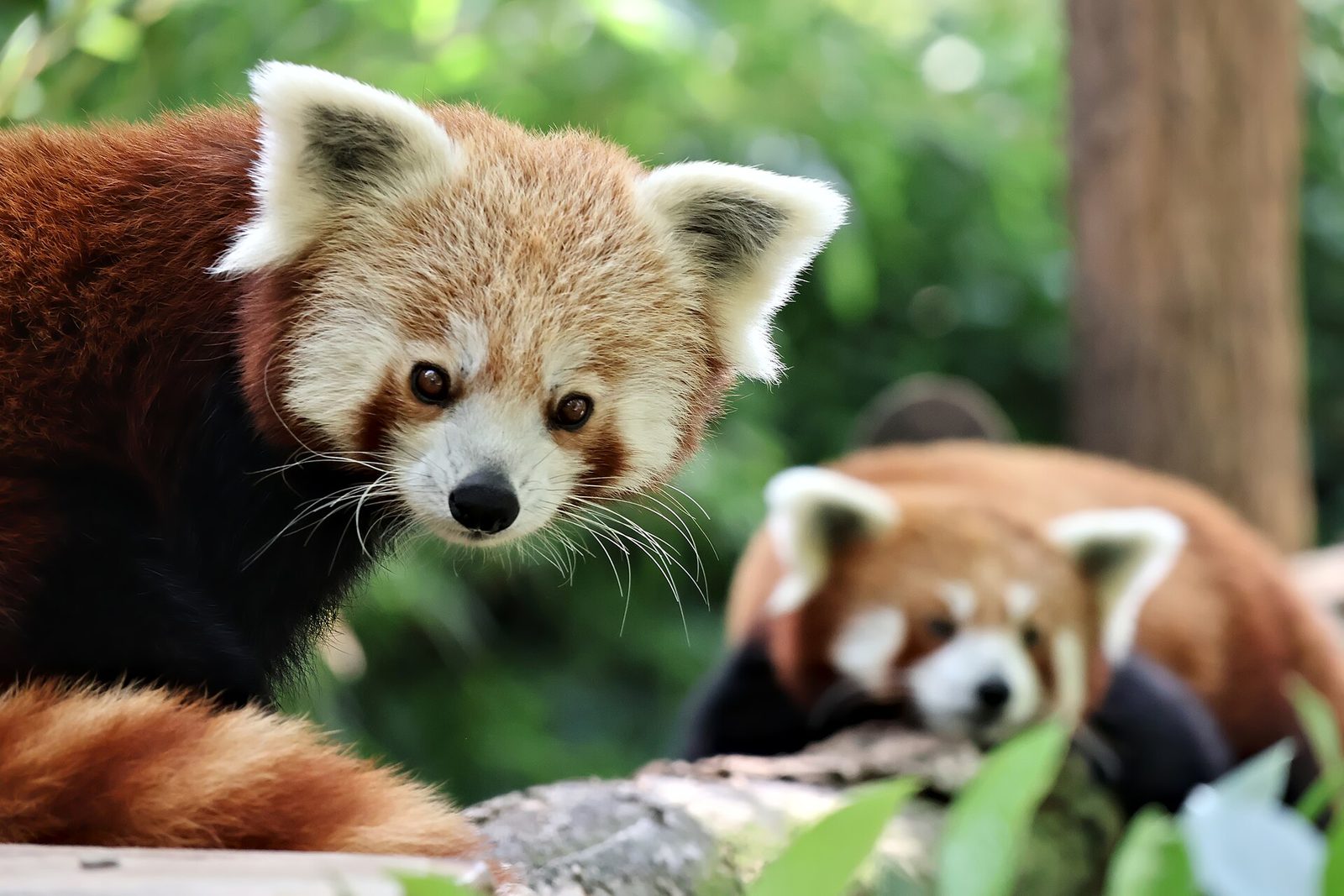 Ménagerie du Jardin des Plantes