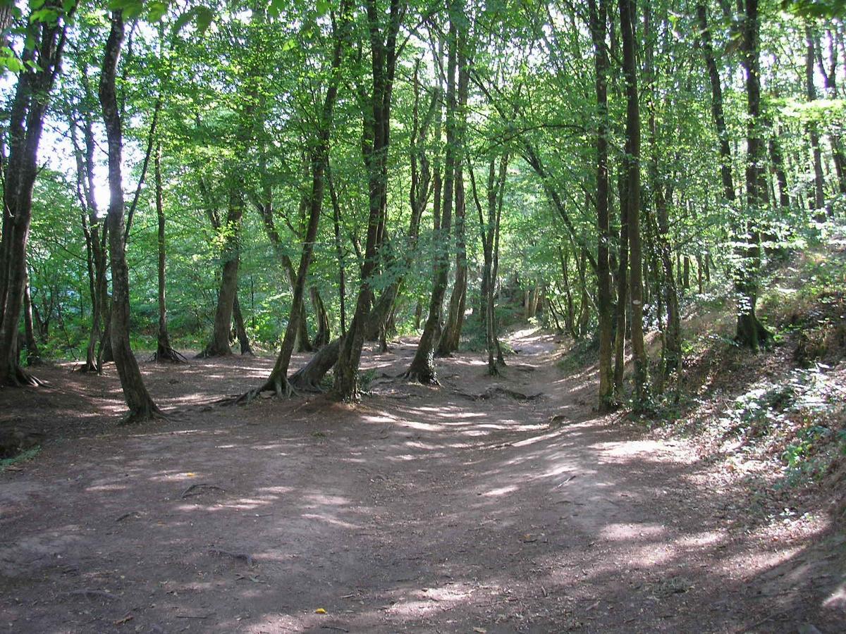 Paimpont et la forêt de Brocéliande