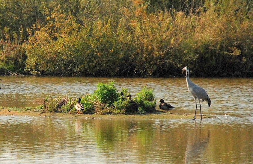 Parc Ornithologique du Marquenterre