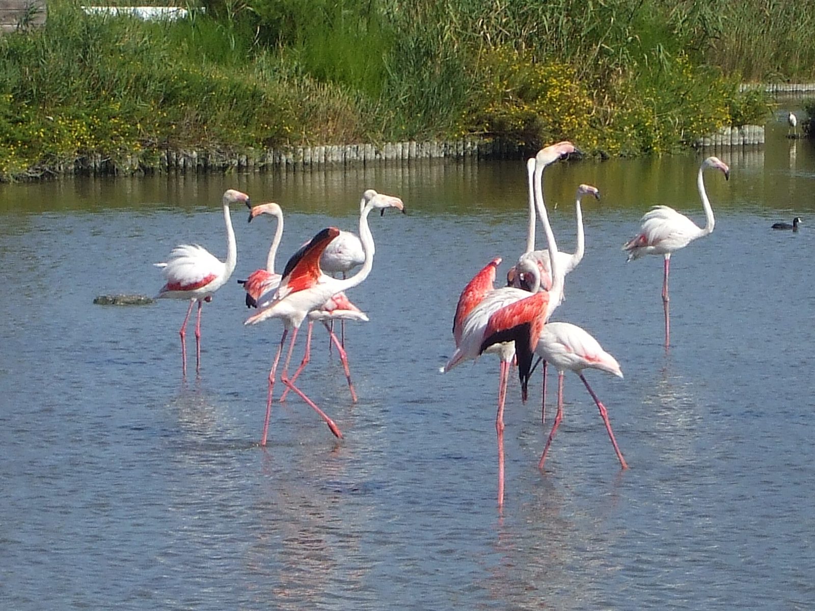 Parc ornithologique du pont de Gau