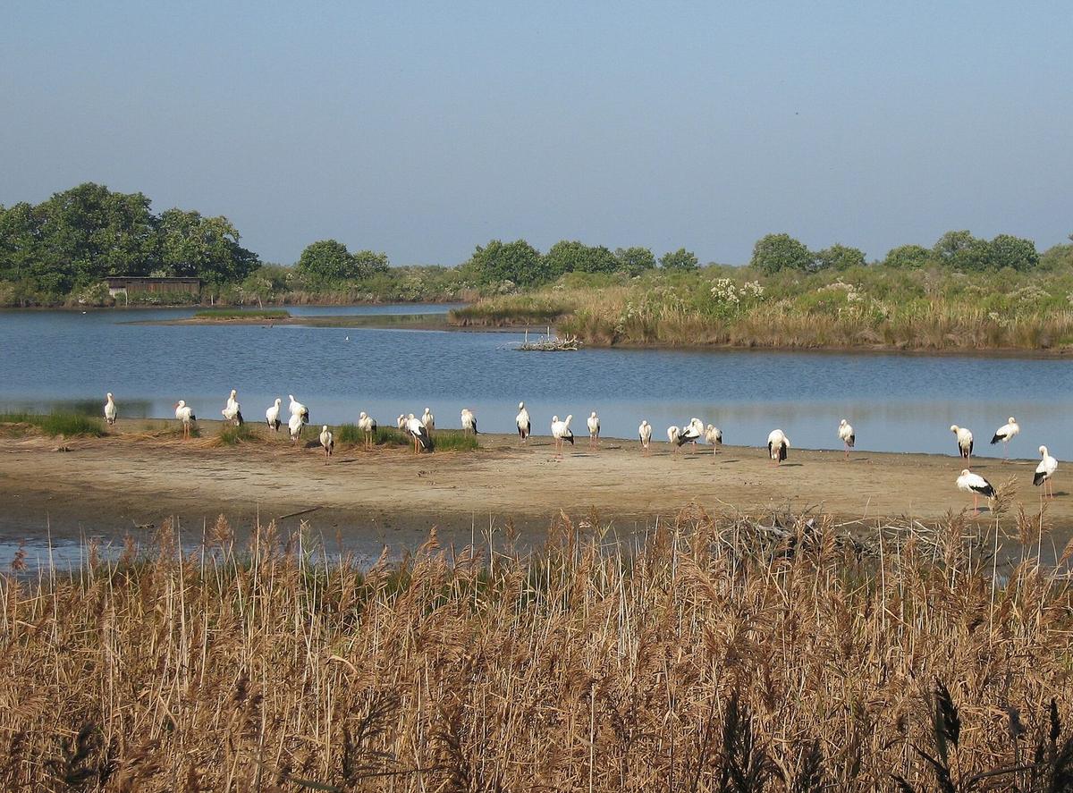 Parc Ornithologique du Teich