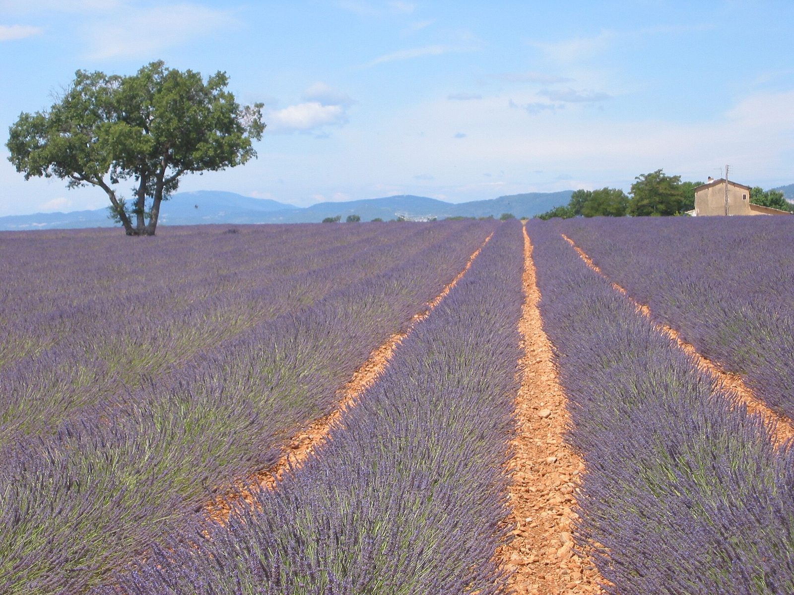 Plateau de Valensole