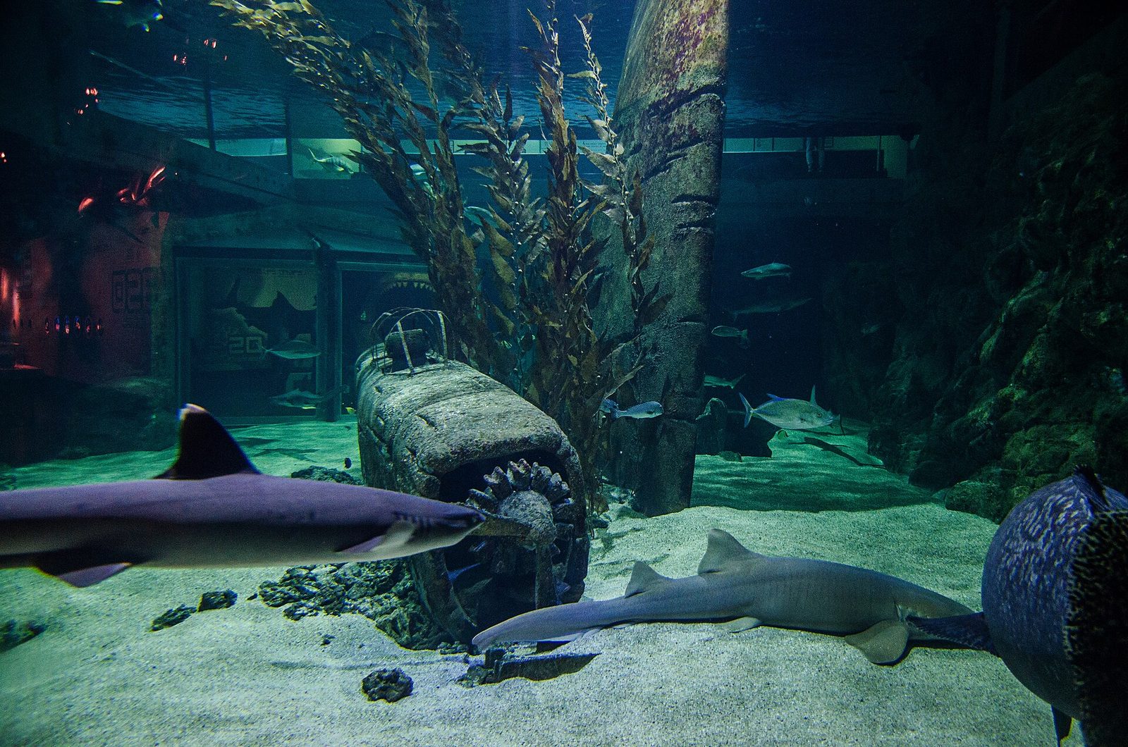 Seaquarium - Musée de la mer
