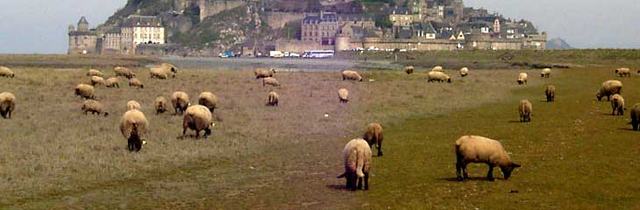 Les Marais Salants