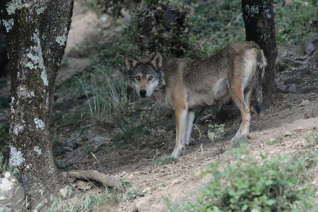 Parc animalier de Casteil