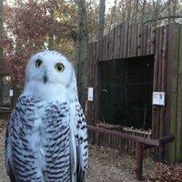 Le Bois des Aigles