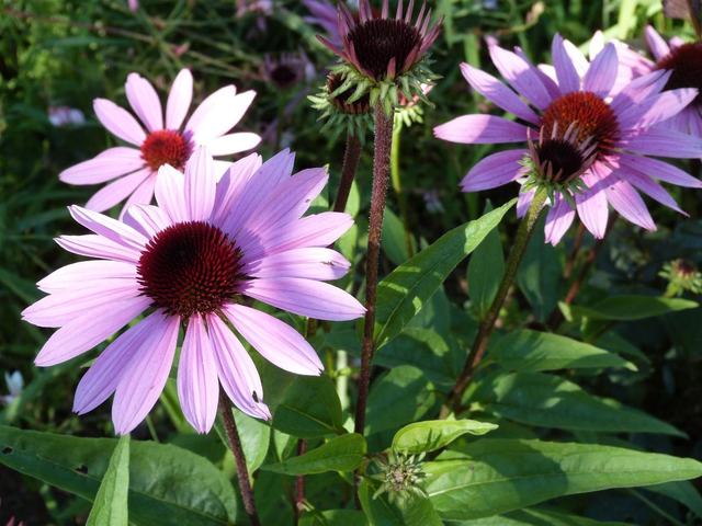 Les Jardins de Quercy