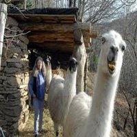 Les Lamas de la Montagne Noire