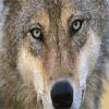 Alpha, Parc Animalier