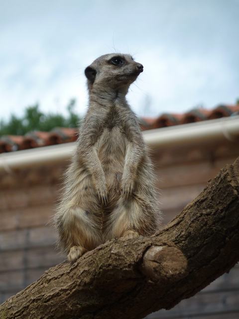 Natur' Zoo de Mervent