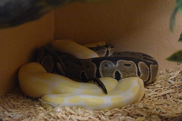 La Ferme des Reptiles